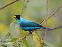 Chlorophanes spiza - Green Honeycreeper